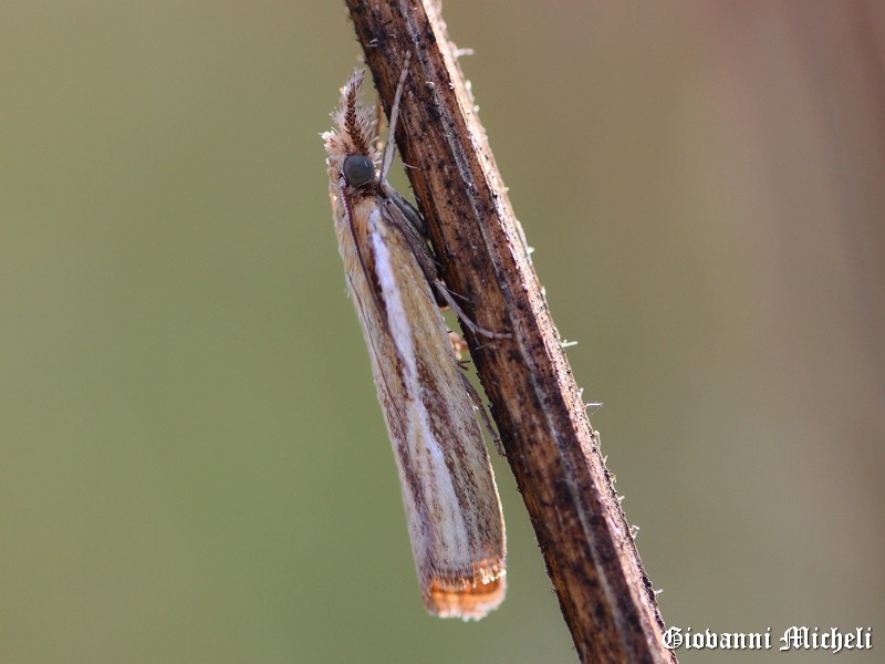 ..tutte Agriphila tristella?